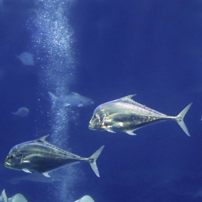 Diamond Trevally