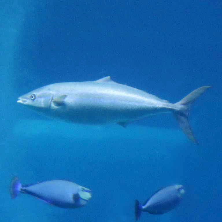 Rainbow Runner