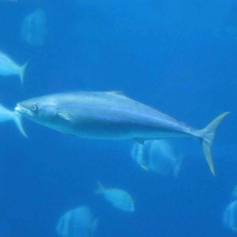 Rainbow Runner