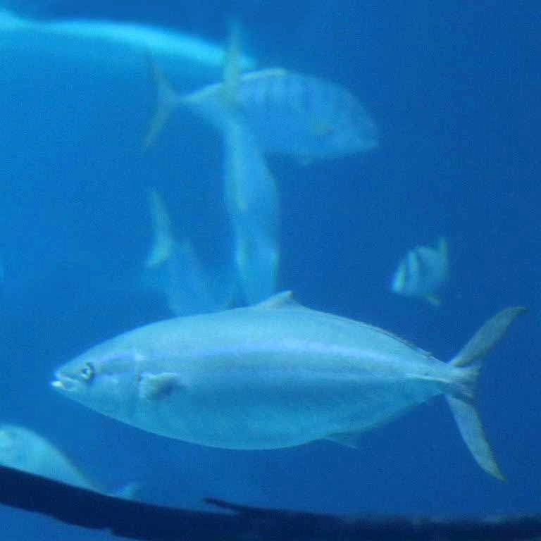 Rainbow Runner