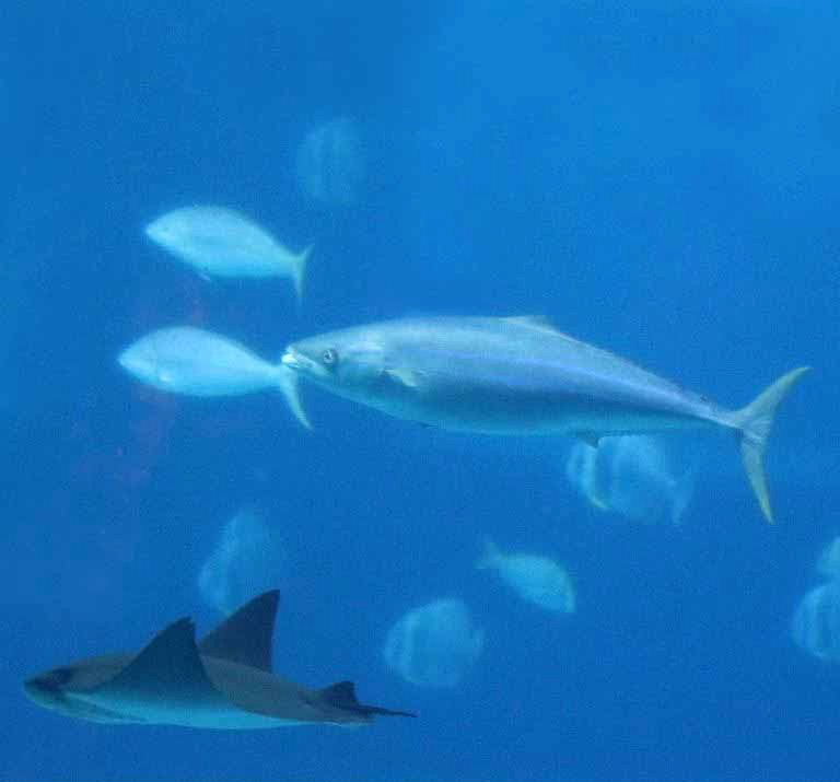 Rainbow Runner