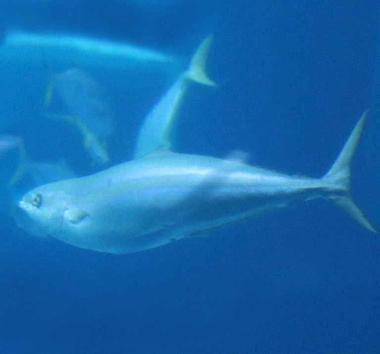 Rainbow Runner