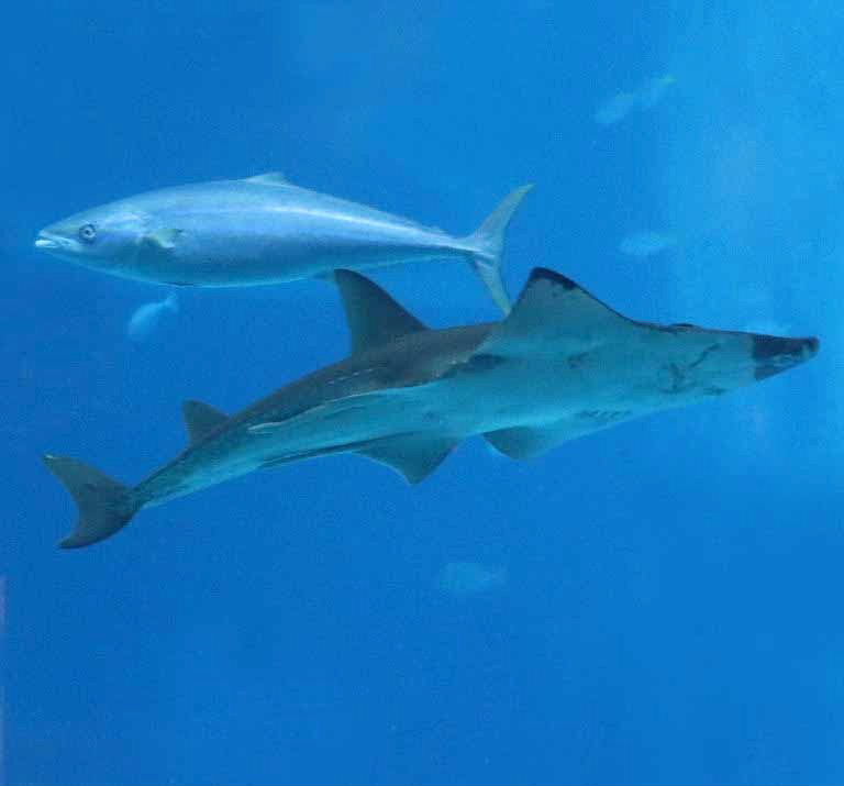 Rainbow Runner