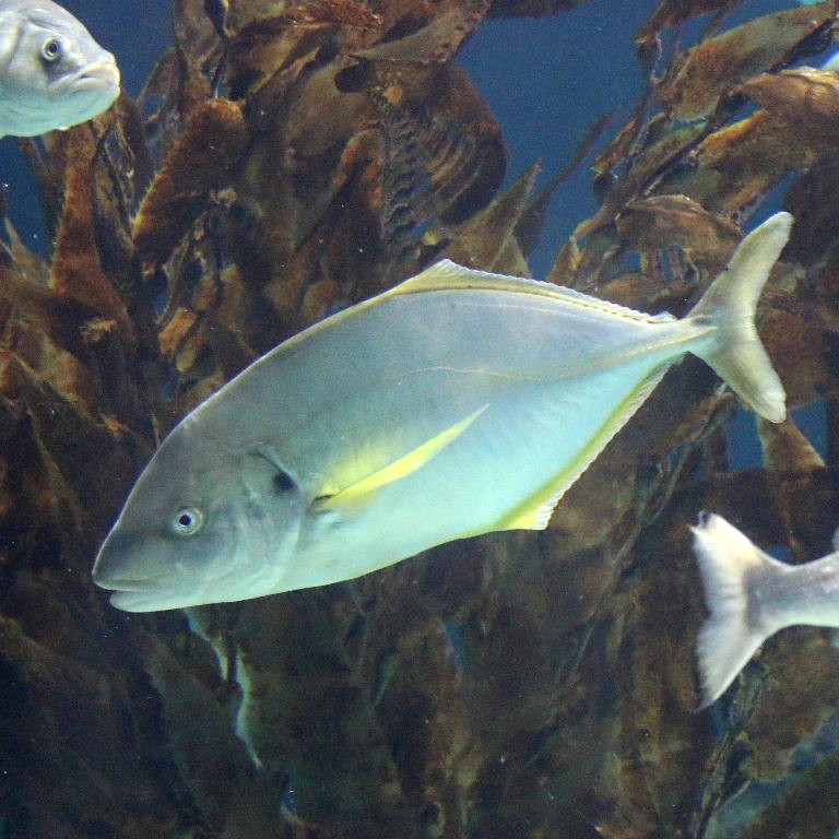 White Trevally