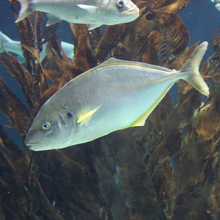 White Trevally
