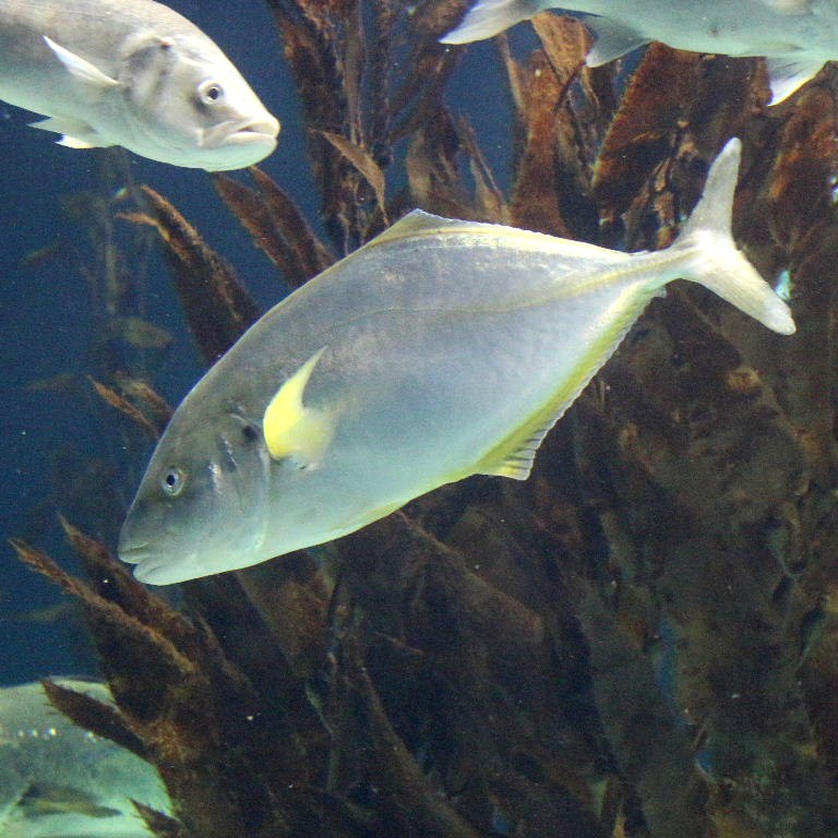 White Trevally