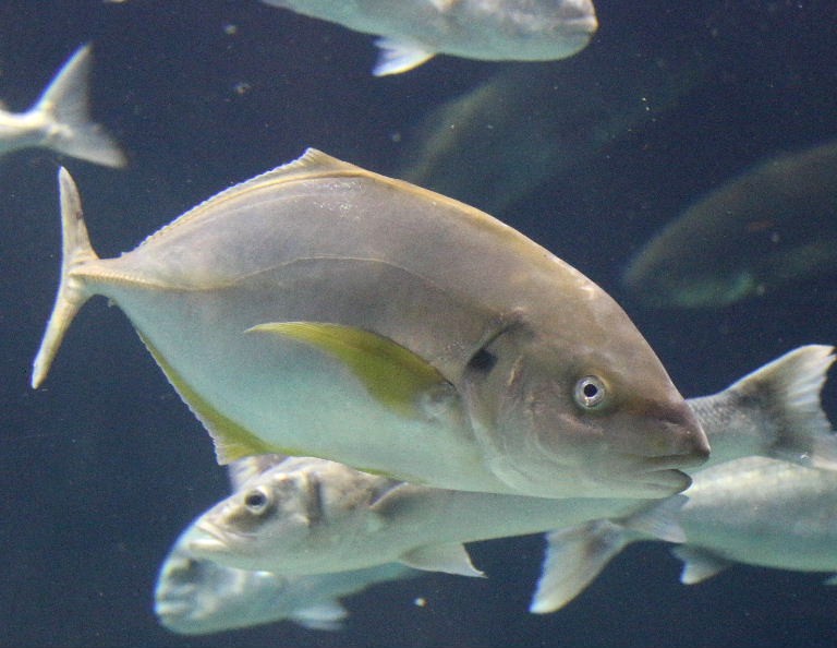 White Trevally