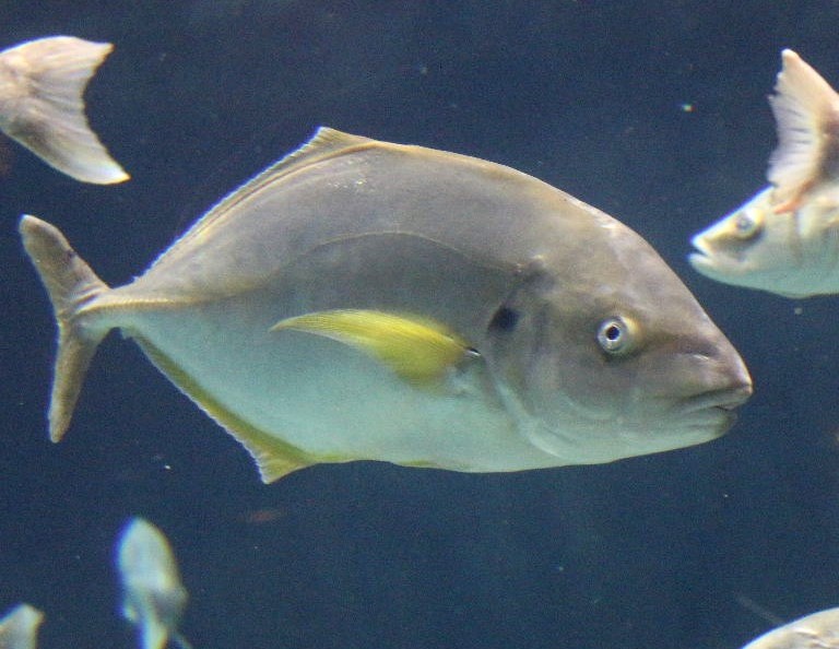 White Trevally