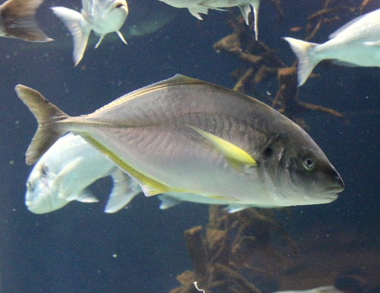 White Trevally