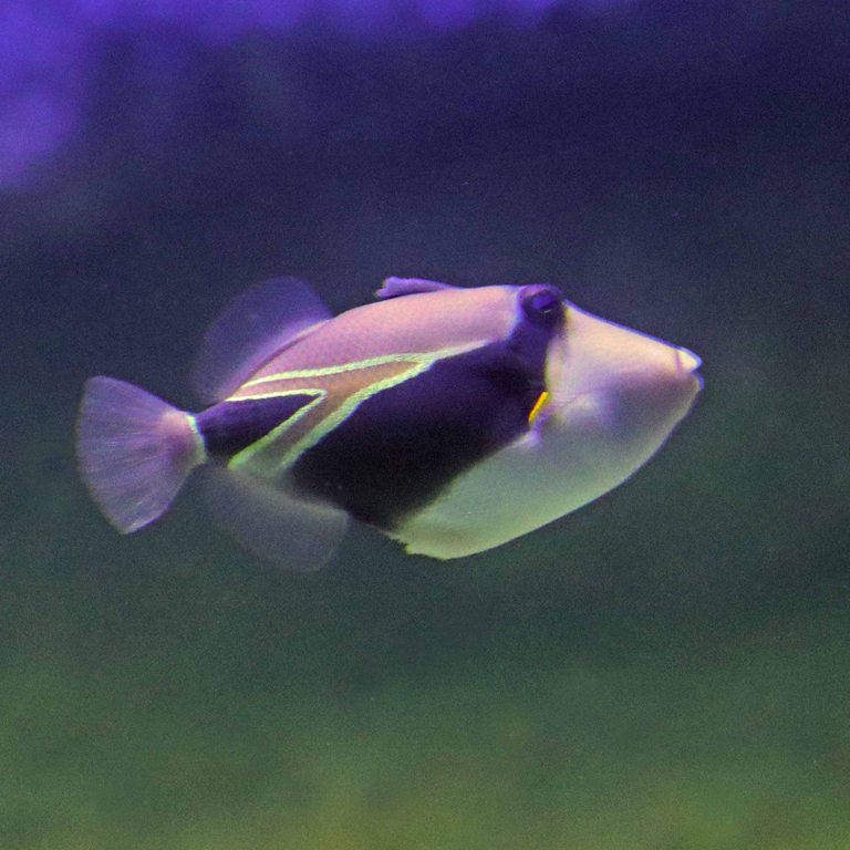 Wedgetail Triggerfish