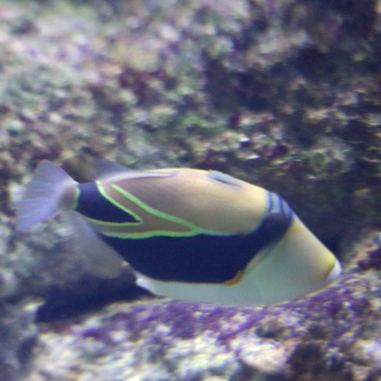Wedgetail Triggerfish