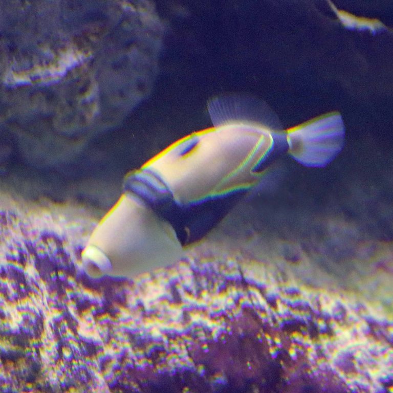 Wedgetail Triggerfish