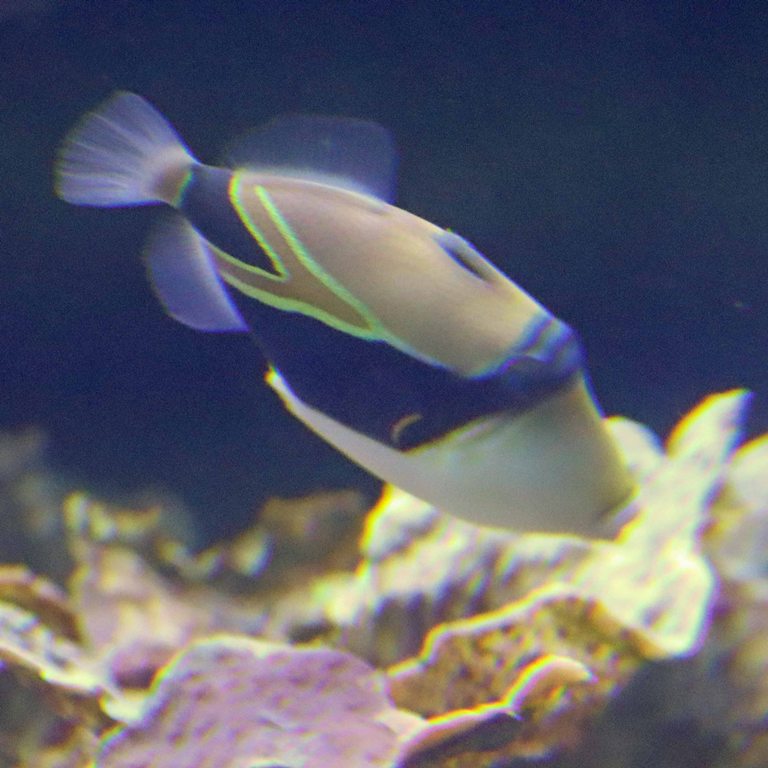 Wedgetail Triggerfish