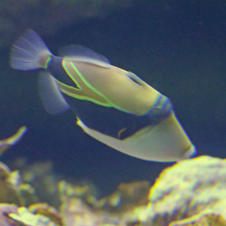 Wedgetail Triggerfish