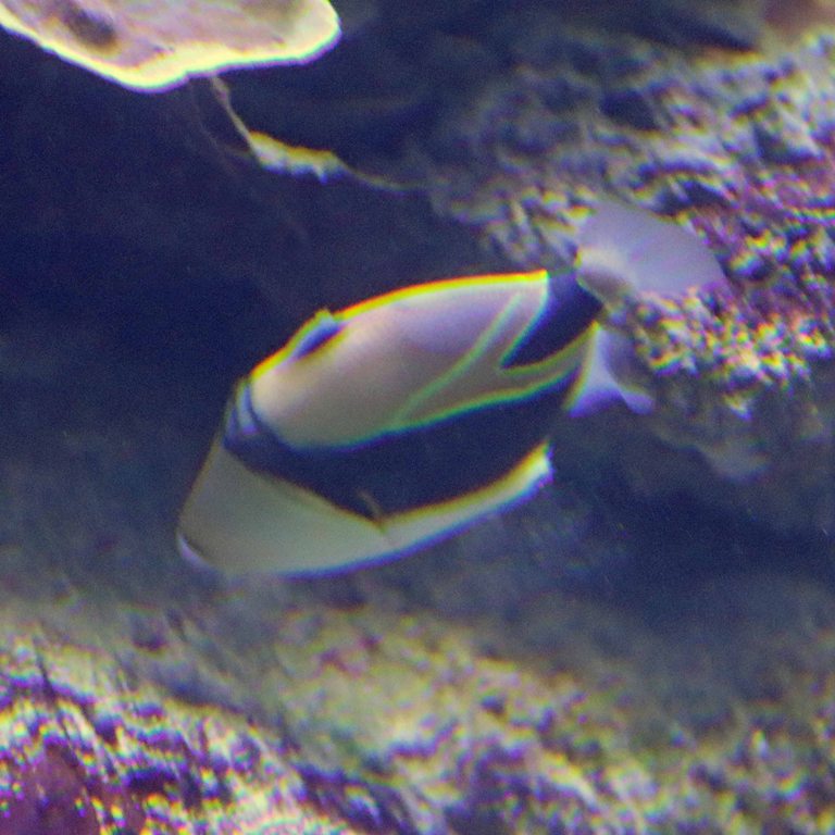 Wedgetail Triggerfish
