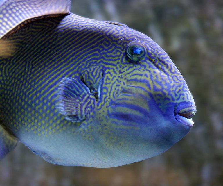 Yellow-spotted Triggerfish