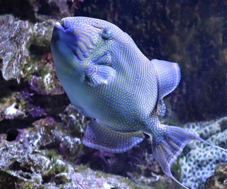 Yellow-spotted Triggerfish