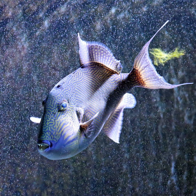 Yellow-spotted Triggerfish