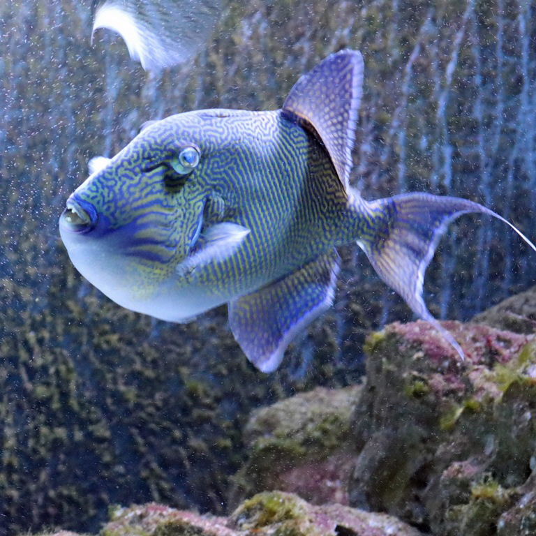Yellow-spotted Triggerfish