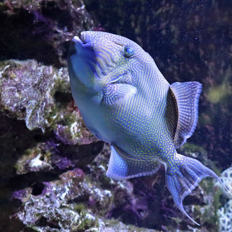 Yellow-spotted Triggerfish