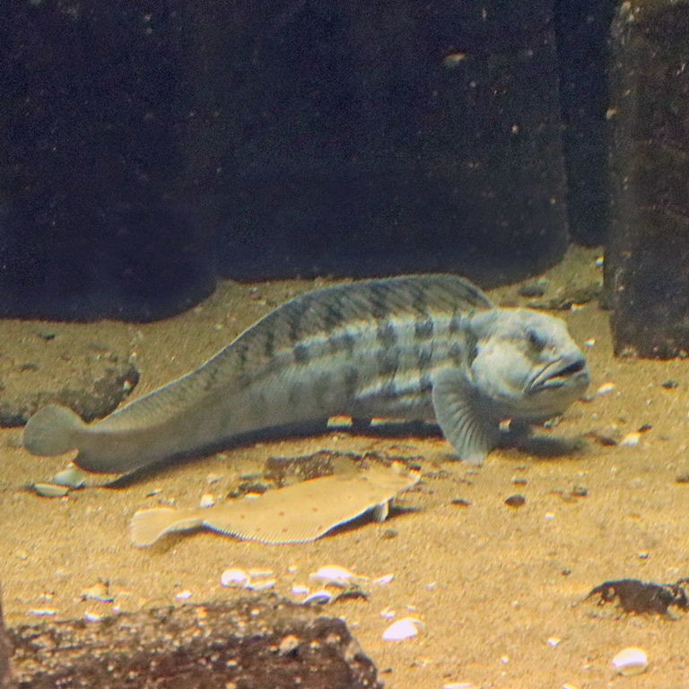 Atlantic Wolffish with Plaice