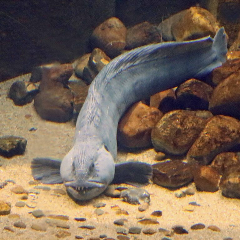 Atlantic Wolffish