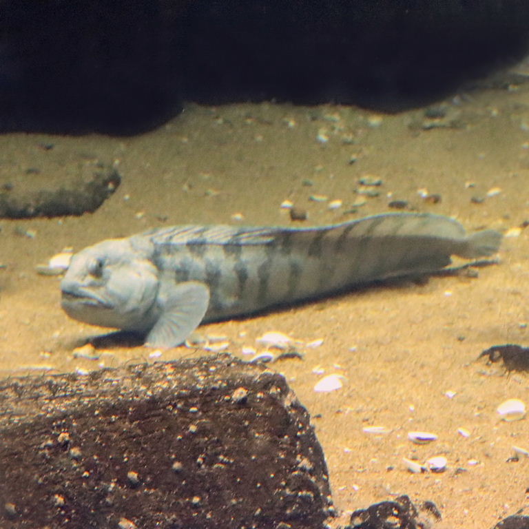 Atlantic Wolffish