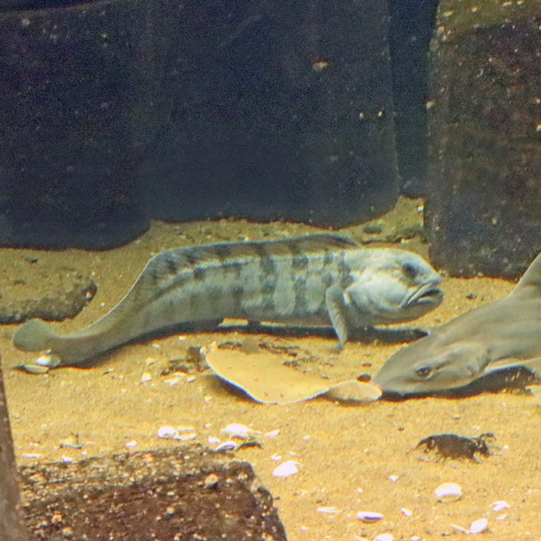 Atlantic Wolffish with Smoothhound