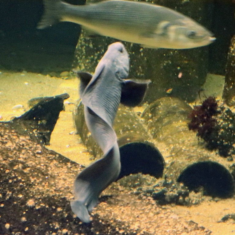 Atlantic Wolffish with Seabass