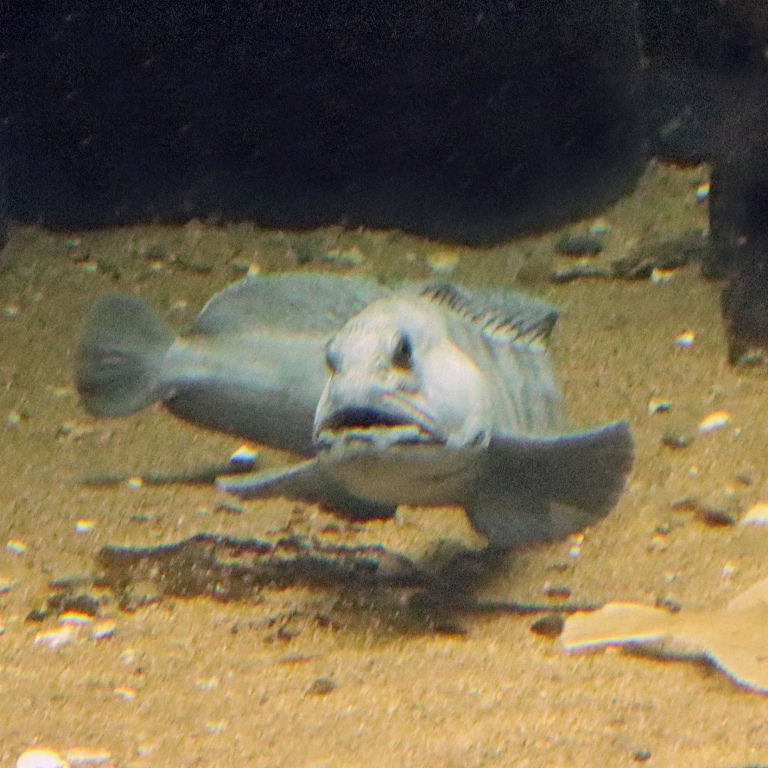 Atlantic Wolffish