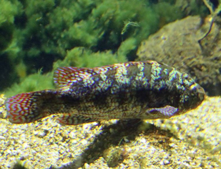 Ballan Wrasse