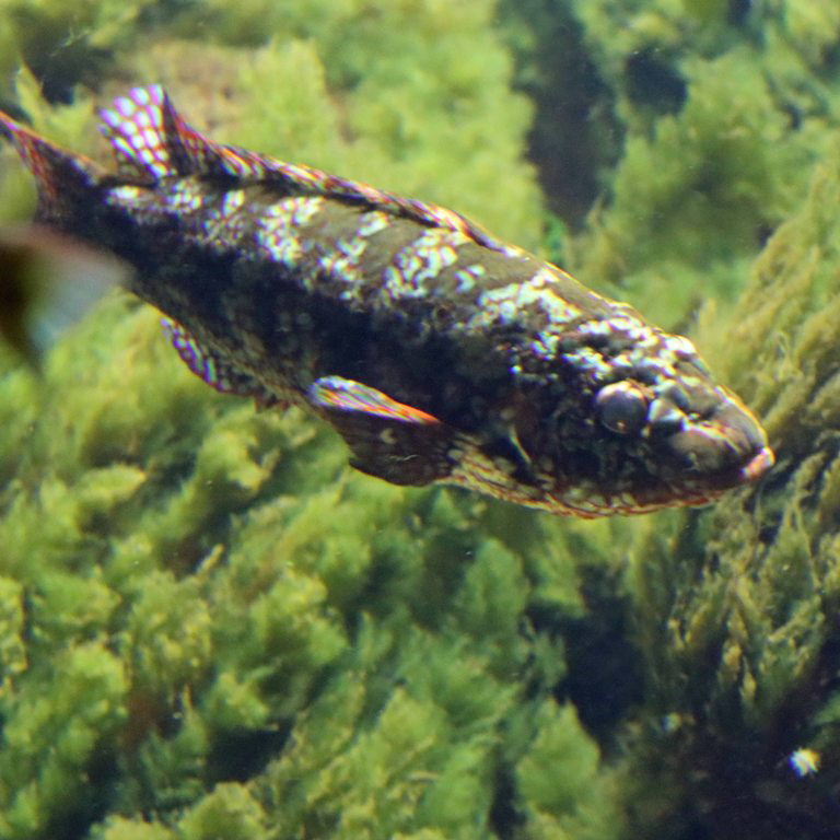 Ballan Wrasse