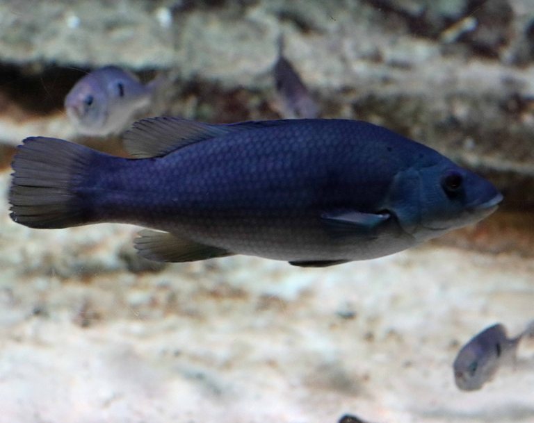 Brown Wrasse