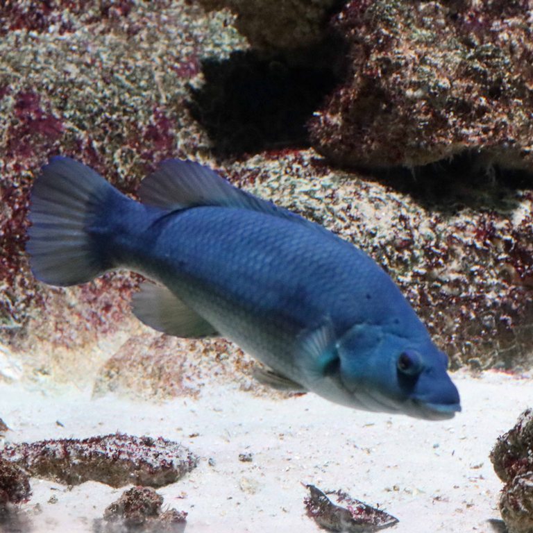 Brown Wrasse