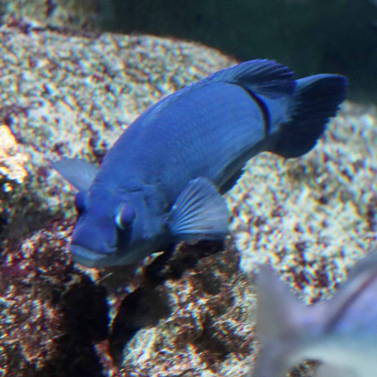 Brown Wrasse
