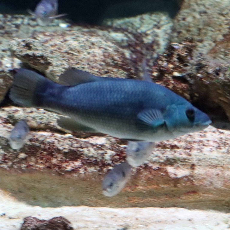 Brown Wrasse
