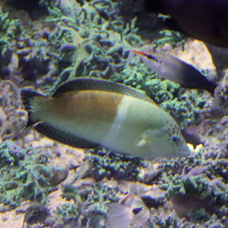 Clown Coris Wrasse female