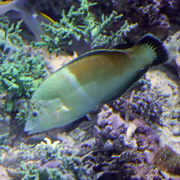 Clown Coris Wrasse female