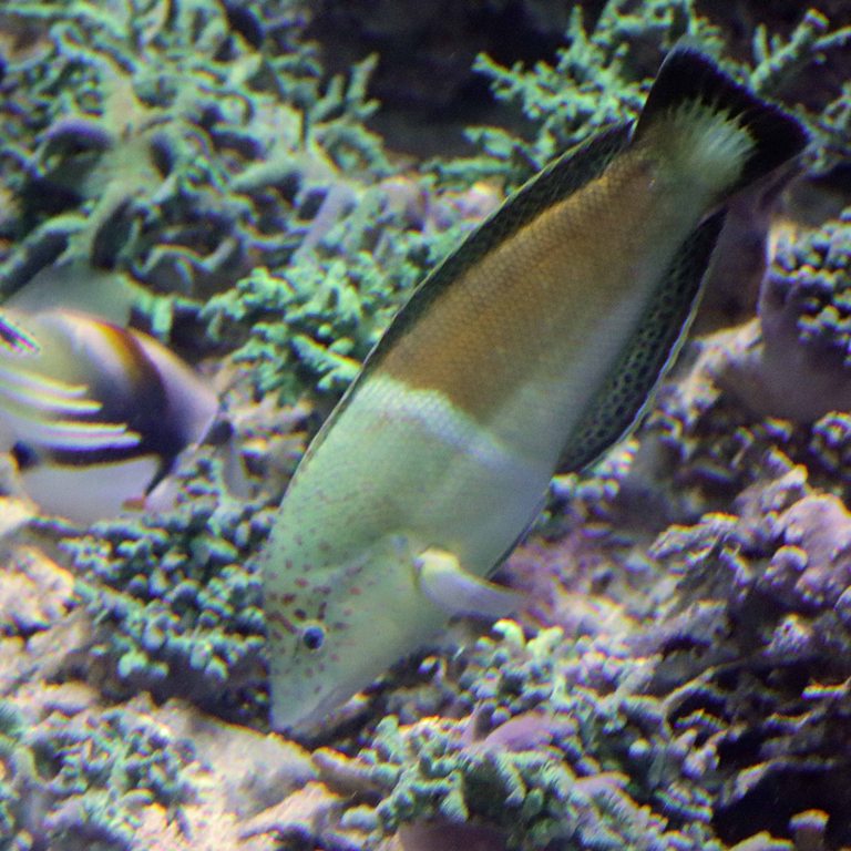 Clown Coris Wrasse female