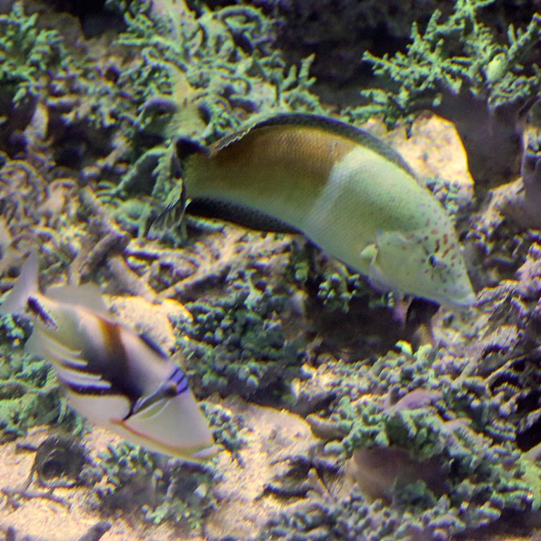 Clown Coris Wrasse female