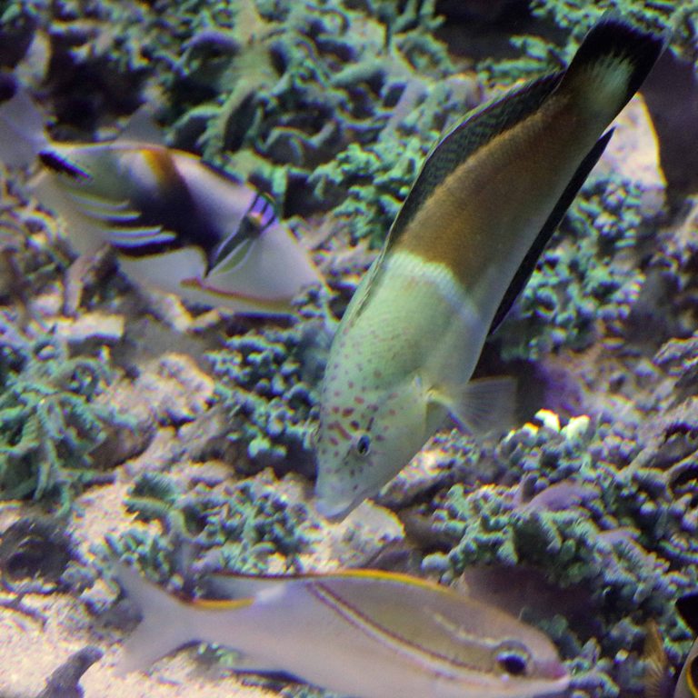 Clown Coris Wrasse female