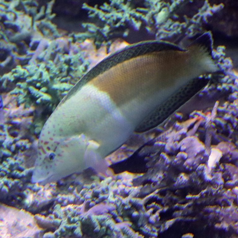 Clown Coris Wrasse female