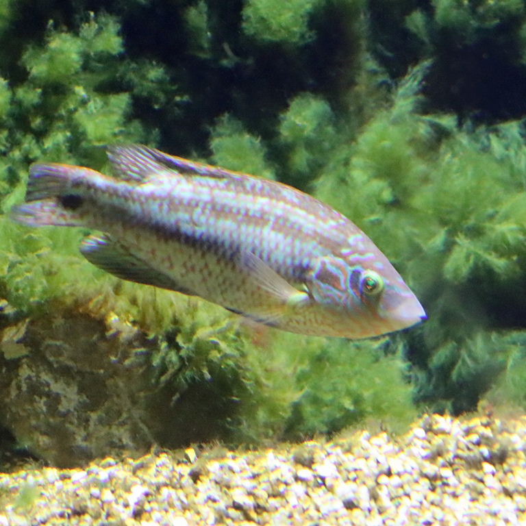 Corkwing Wrasse