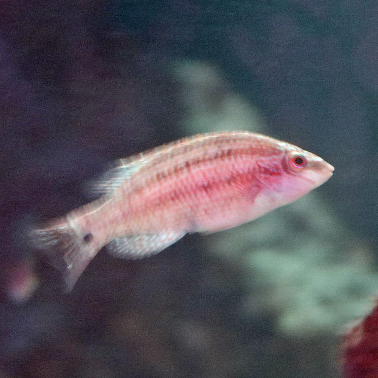 juvenile Corkwing Wrasse