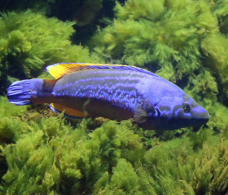 Cuckoo Wrasse male