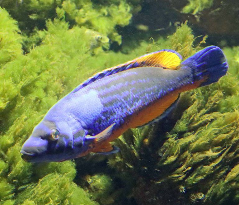 Cuckoo Wrasse