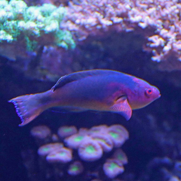 Exquisite Fairy Wrasse