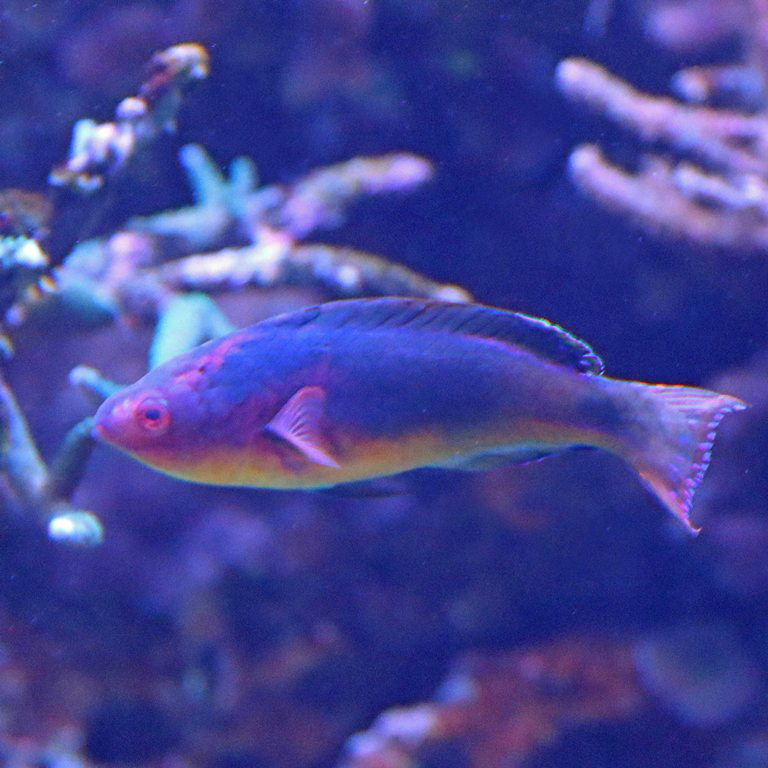 Exquisite Fairy Wrasse