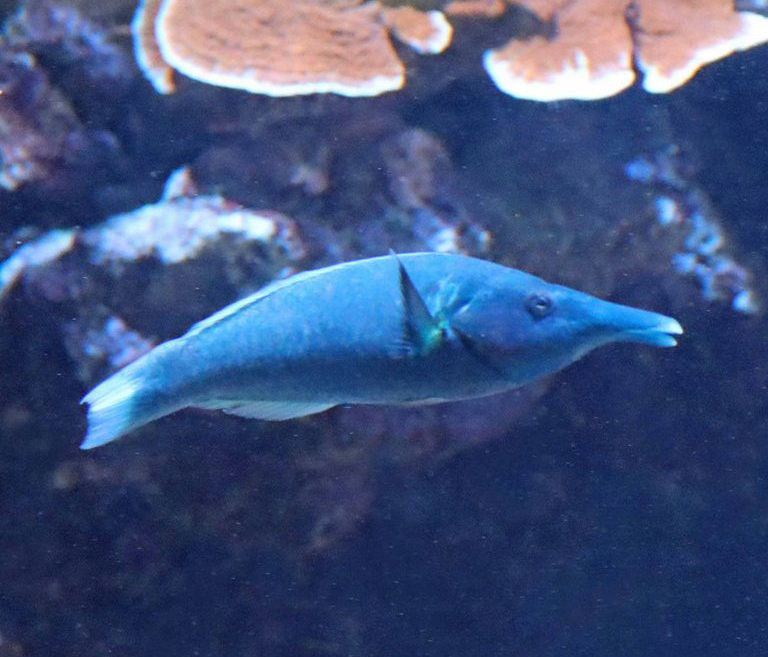 Green Birdmouth Wrasse male