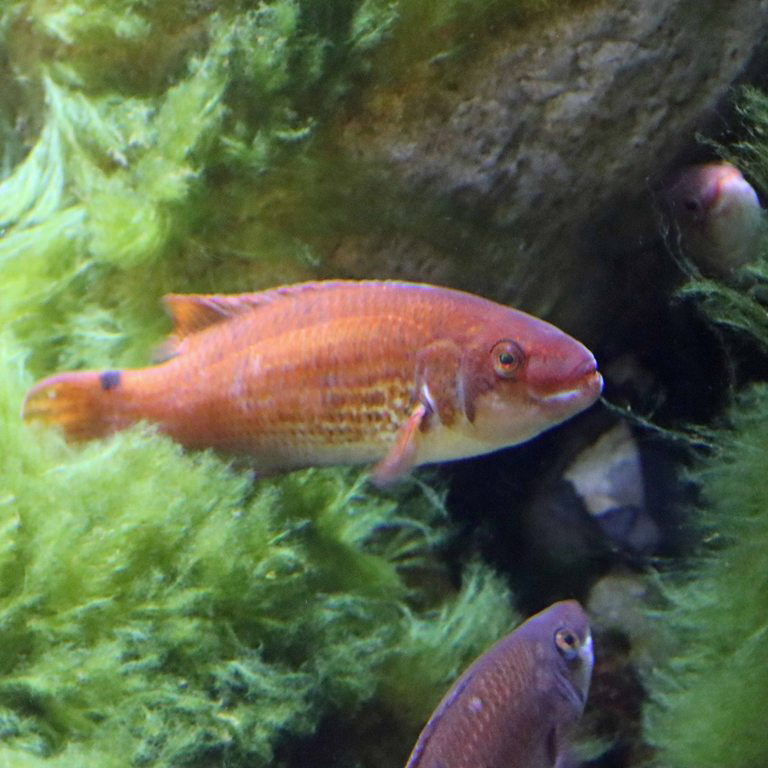 Goldsinny Wrasse